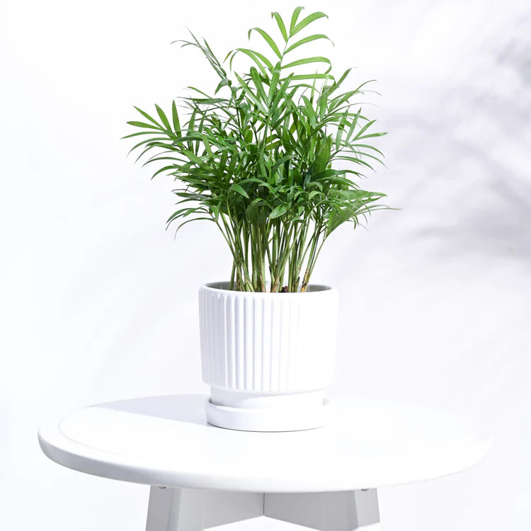 Roma Ceramic Pot