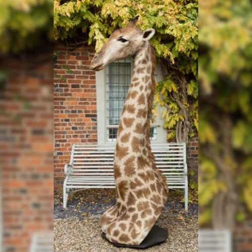 Half Giraffe