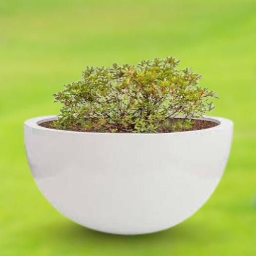 Round Bowl Pot