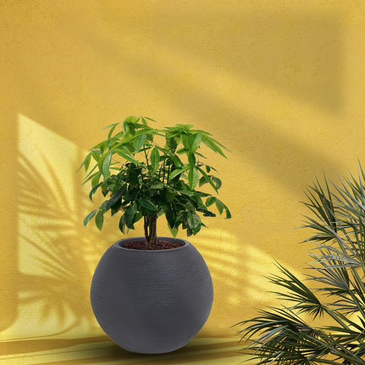 Small Juniper Pot