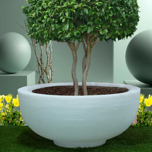 Lily Plant Pot