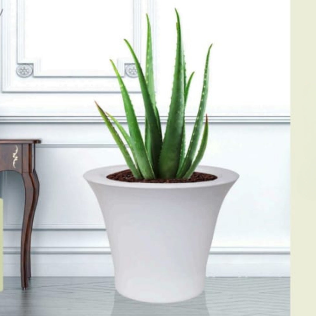Vase Pot