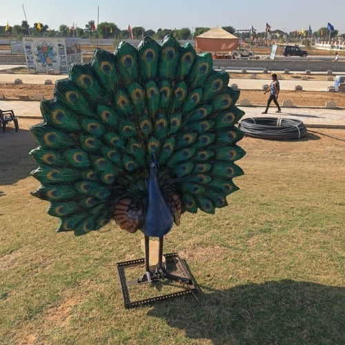 Peacock Dancing