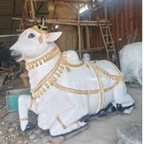 Nandi 6ft