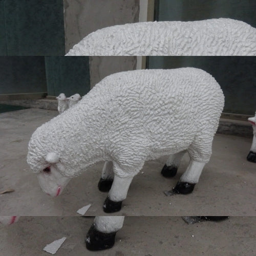 Sheep