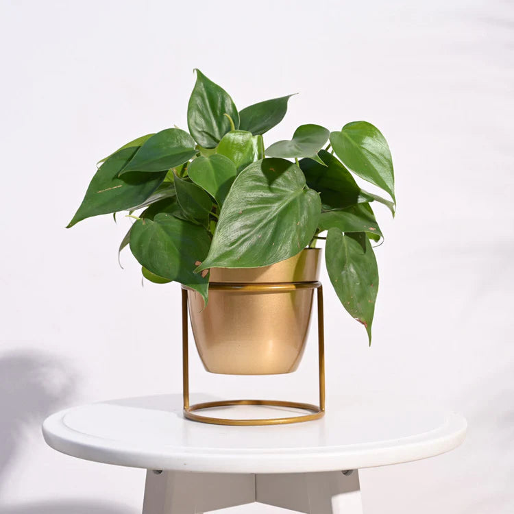 Nvx Planter