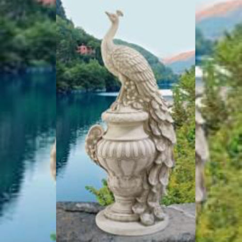 Royal Peacock
