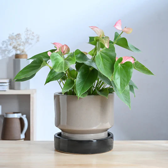 Soothing Rains Ceramic Planters